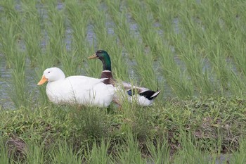 Domestic duck 手賀沼遊歩道 Fri, 6/3/2016