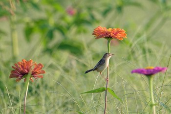 セッカ 馬入ふれあい公園 2020年8月15日(土)