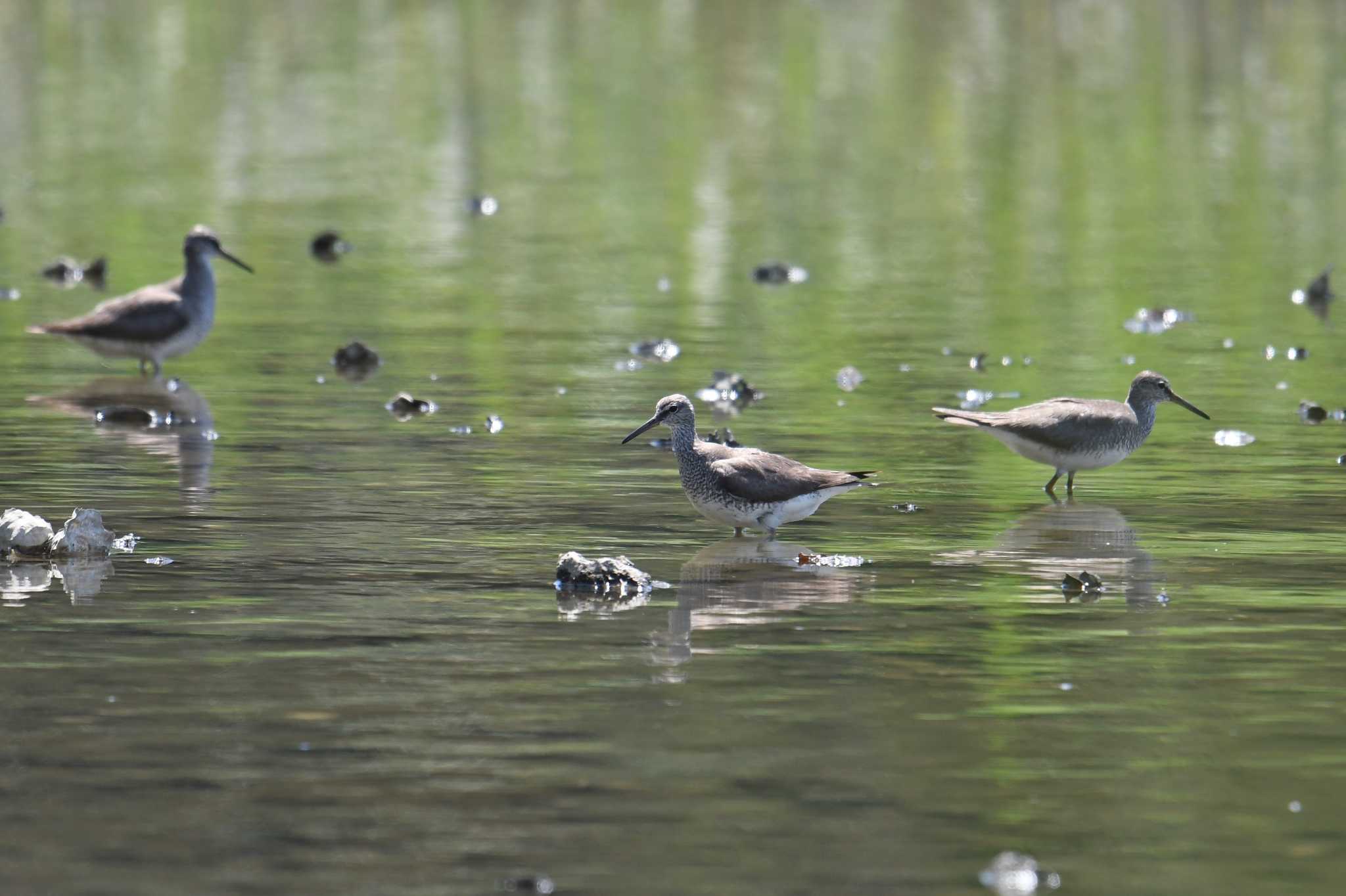 葛西臨海公園 キアシシギの写真 by あひる