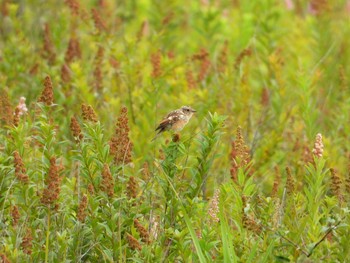 Amur Stonechat Senjogahara Marshland Thu, 8/27/2020