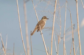 Oriental Reed Warbler 手賀沼遊歩道 Fri, 6/3/2016