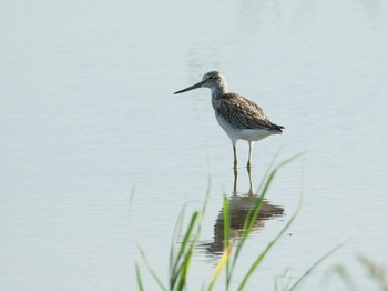 2020年8月27日(木) 平塚田んぼの野鳥観察記録