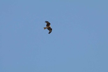 Black Kite 手賀沼遊歩道 Fri, 6/3/2016