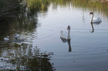 Mute Swan 手賀沼遊歩道 Fri, 6/3/2016