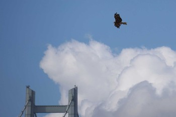 Black Kite 兵庫県神戸市 Fri, 8/28/2020