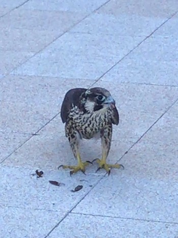 2020年8月26日(水) 大井ふ頭中央海浜公園(なぎさの森)の野鳥観察記録