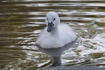 Mute Swan 手賀沼遊歩道 Fri, 6/3/2016