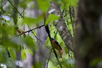 Daurian Redstart 長野県（南信） Fri, 8/28/2020