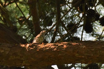 Fri, 8/28/2020 Birding report at 若山ダム(石川県珠洲市)