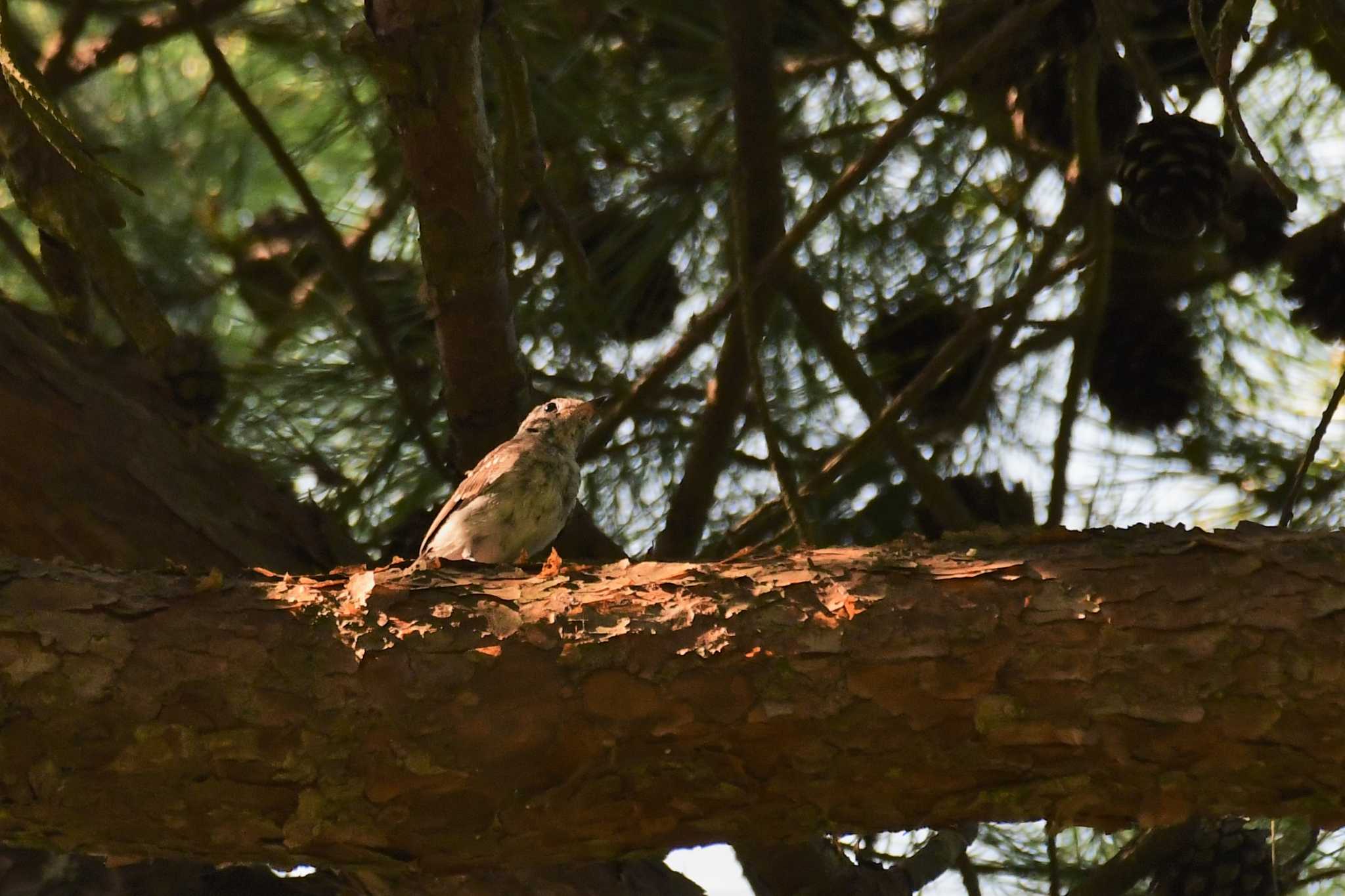 Asian Brown Flycatcher