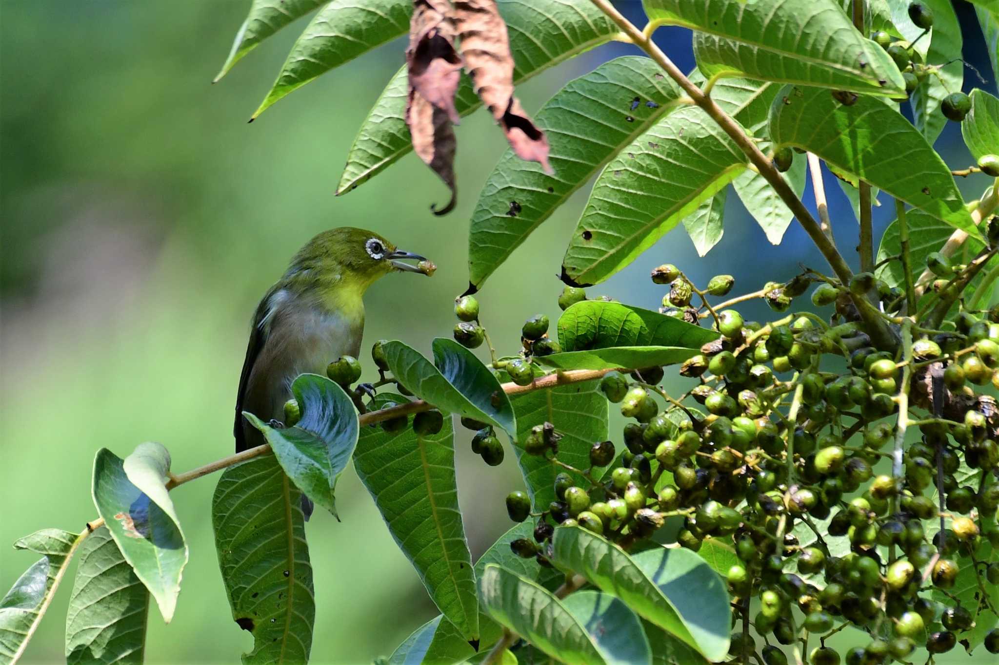 Warbling White-eye