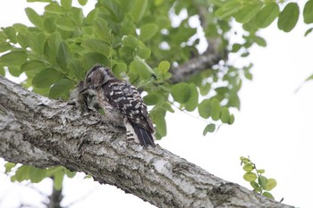 Japanese Pygmy Woodpecker 手賀沼遊歩道 Fri, 6/3/2016