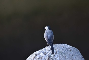 White Wagtail 東京都港区 Sat, 8/29/2020