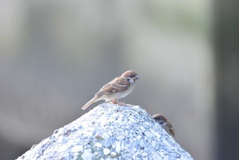 Eurasian Tree Sparrow 東京都港区 Sat, 8/29/2020