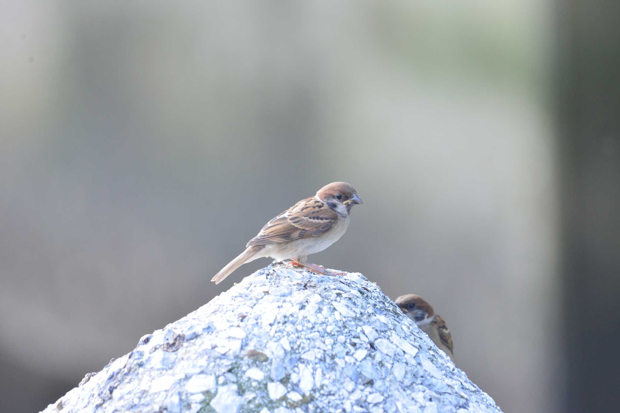 Photo of Eurasian Tree Sparrow at 東京都港区 by 80%以上は覚えてないかも