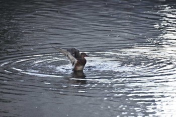 Gadwall 東京都港区 Sat, 8/29/2020