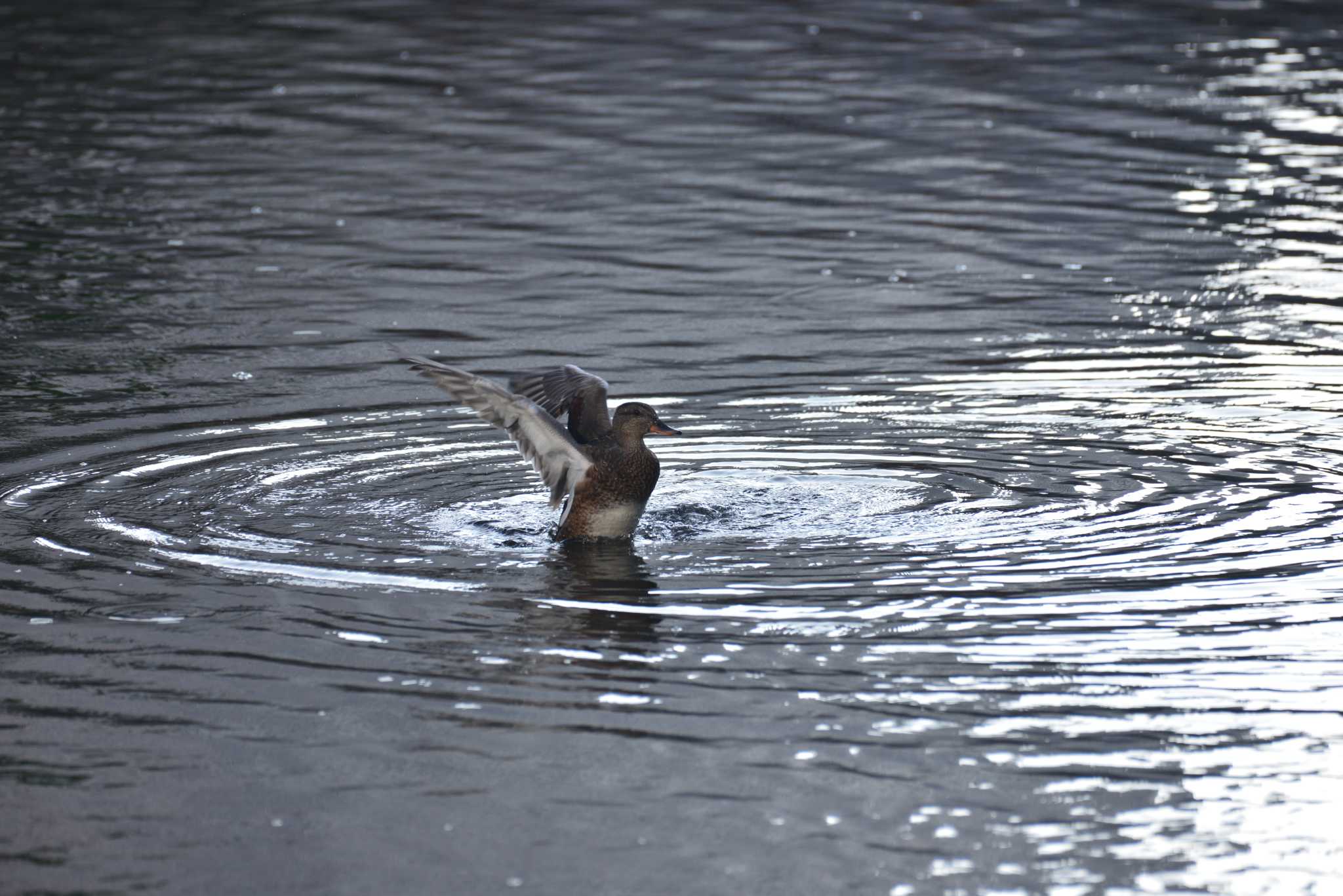 オカヨシガモ