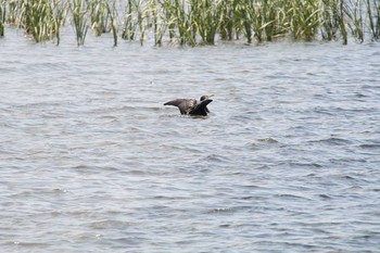 Great Cormorant 手賀沼遊歩道 Fri, 6/3/2016