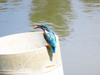 2020年8月29日(土) 薬師池公園の野鳥観察記録