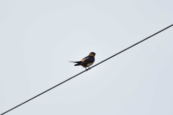 Red-rumped Swallow 岡山県 Sat, 6/6/2020