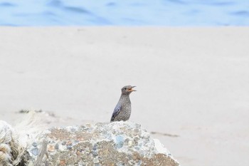 Blue Rock Thrush 新潟市 Sat, 8/29/2020