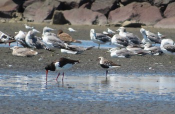 ダイゼン ふなばし三番瀬海浜公園 2020年8月29日(土)