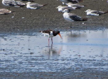 2020年8月29日(土) ふなばし三番瀬海浜公園の野鳥観察記録