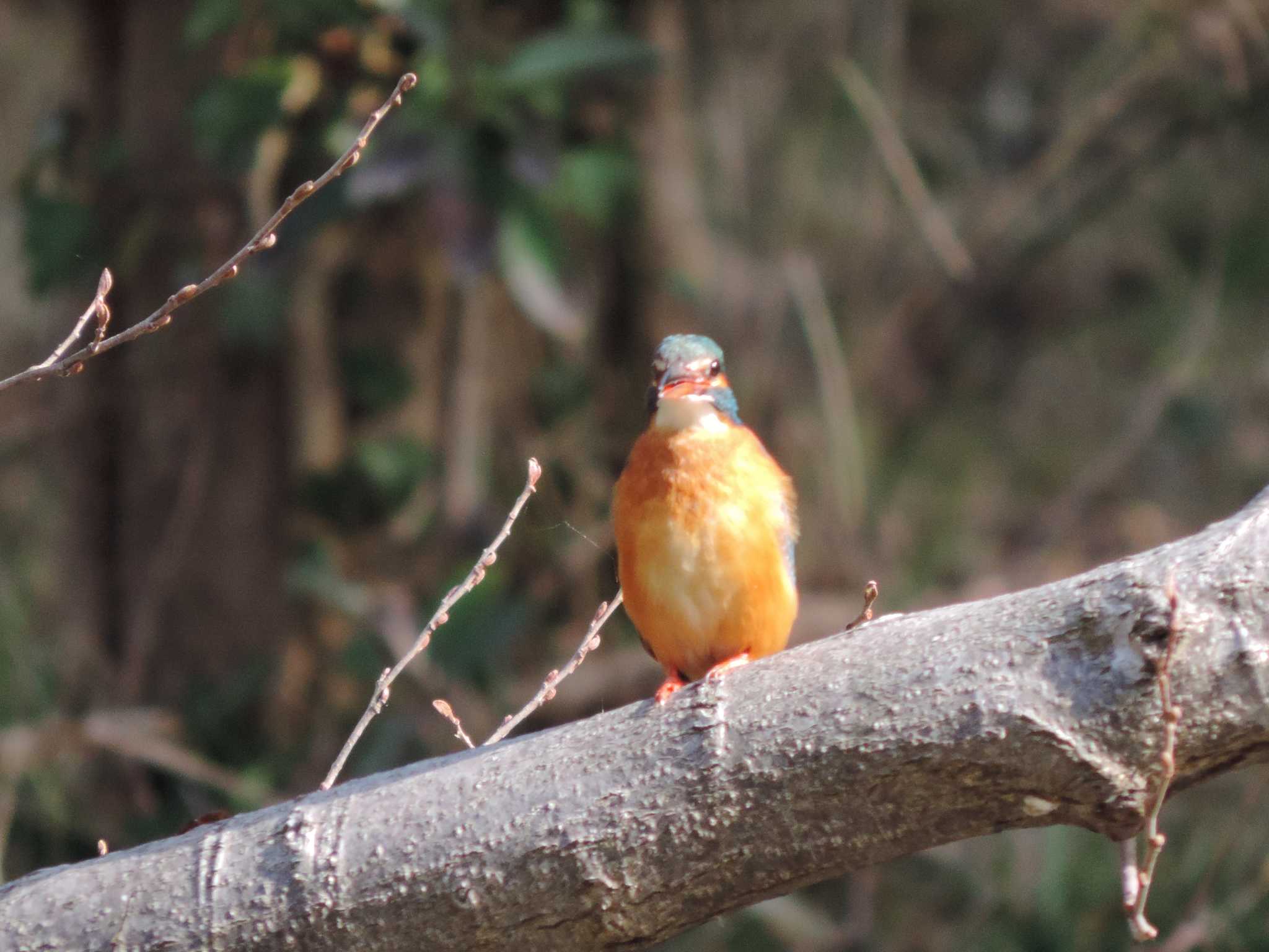 水元公園 カワセミの写真