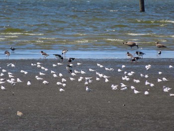 コアジサシ ふなばし三番瀬海浜公園 2020年8月29日(土)