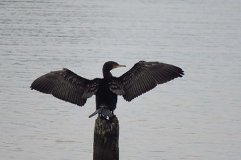 Great Cormorant Isanuma Sun, 6/5/2016