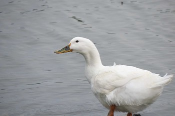 Domestic duck Isanuma Sun, 6/5/2016