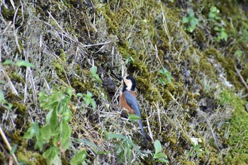 Varied Tit 花の都公園周辺 Fri, 8/21/2020