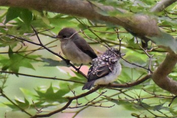 Asian Brown Flycatcher 富士パインズパーク(諏訪の森自然公園) Fri, 7/24/2020