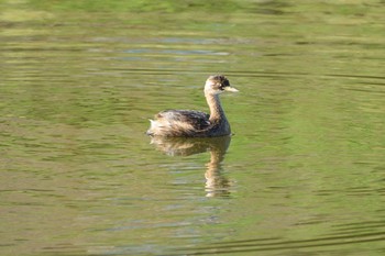 2020年8月29日(土) 多摩川二ヶ領宿河原堰の野鳥観察記録