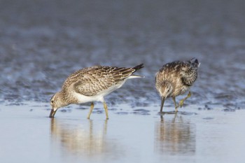 オバシギ ふなばし三番瀬海浜公園 2020年8月29日(土)