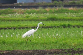 Great Egret Isanuma Sun, 6/5/2016