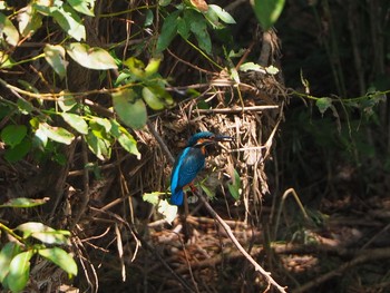 Common Kingfisher 浅羽野ビオトープ Sat, 8/29/2020