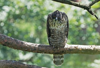 Mountain Hawk-Eagle Unknown Spots Sat, 8/29/2020