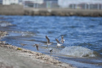 キアシシギ ふなばし三番瀬海浜公園 2020年8月29日(土)