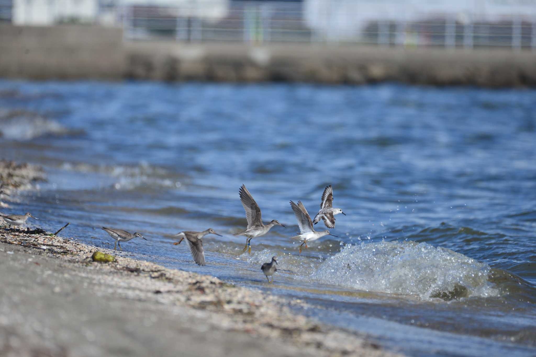 Photo of Grey-tailed Tattler at Sambanze Tideland by 80%以上は覚えてないかも