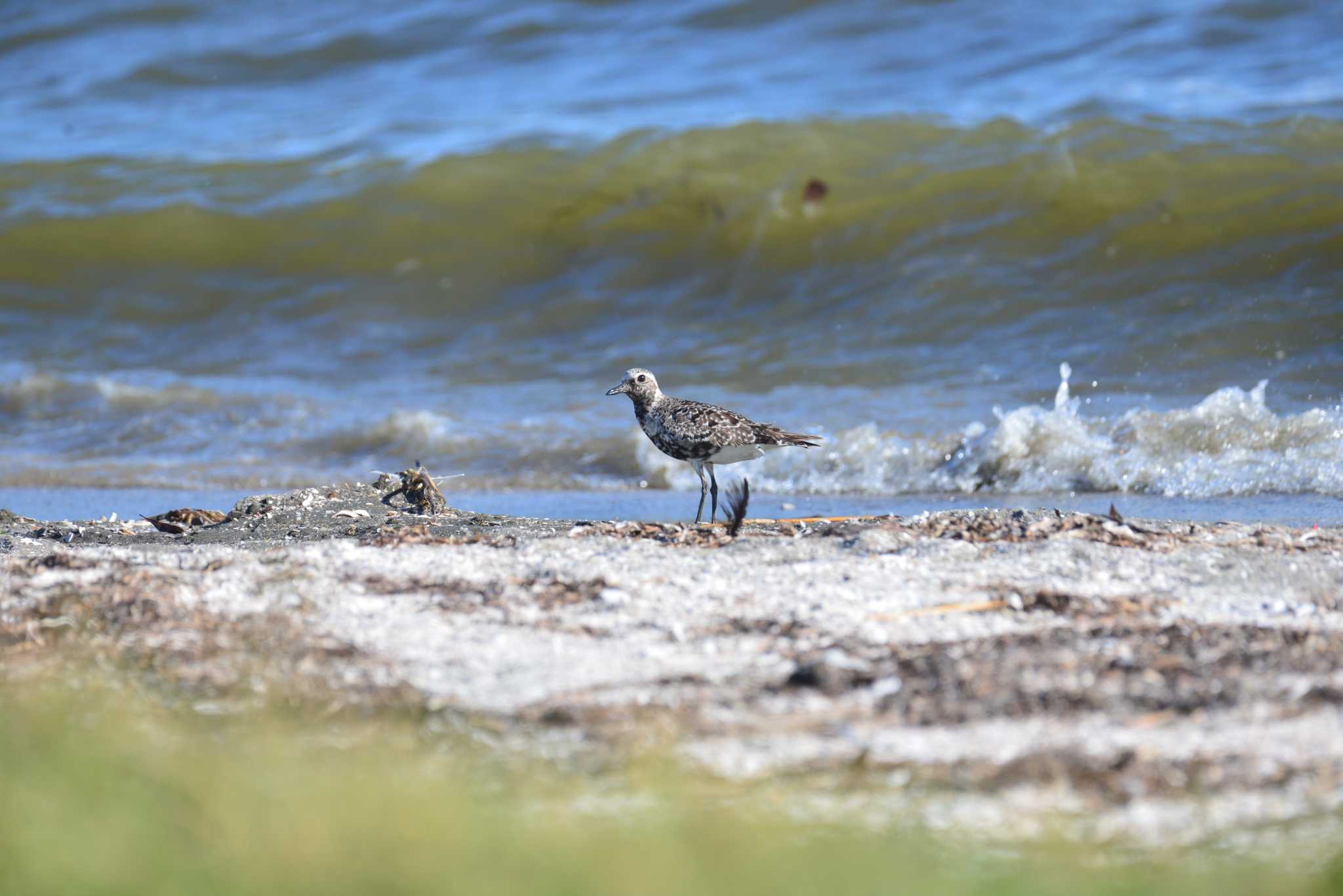 ふなばし三番瀬海浜公園 ダイゼンの写真 by 80%以上は覚えてないかも