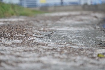 オバシギ ふなばし三番瀬海浜公園 2020年8月29日(土)