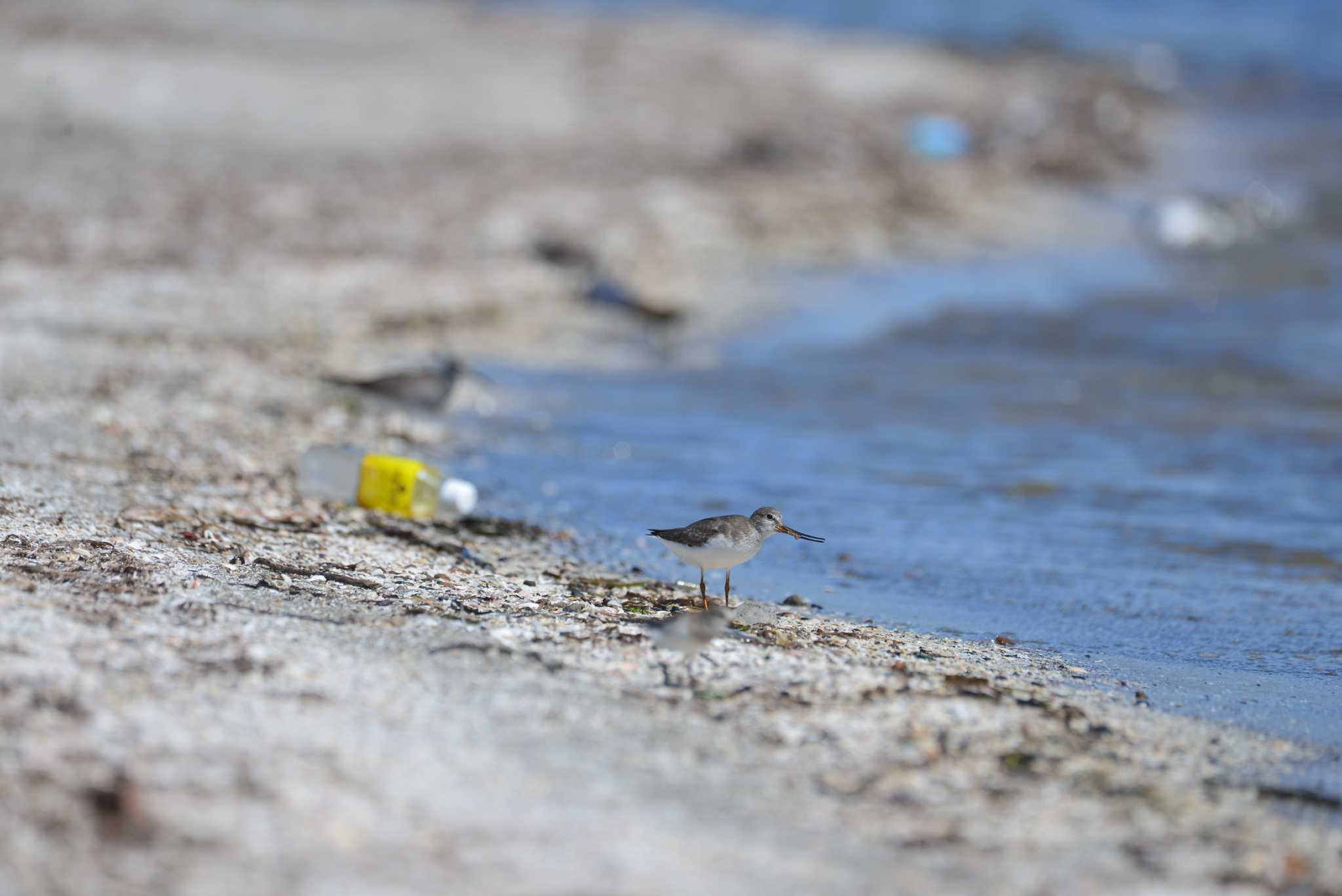 ふなばし三番瀬海浜公園 ソリハシシギの写真 by 80%以上は覚えてないかも