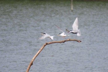 Little Tern Isanuma Sun, 6/5/2016