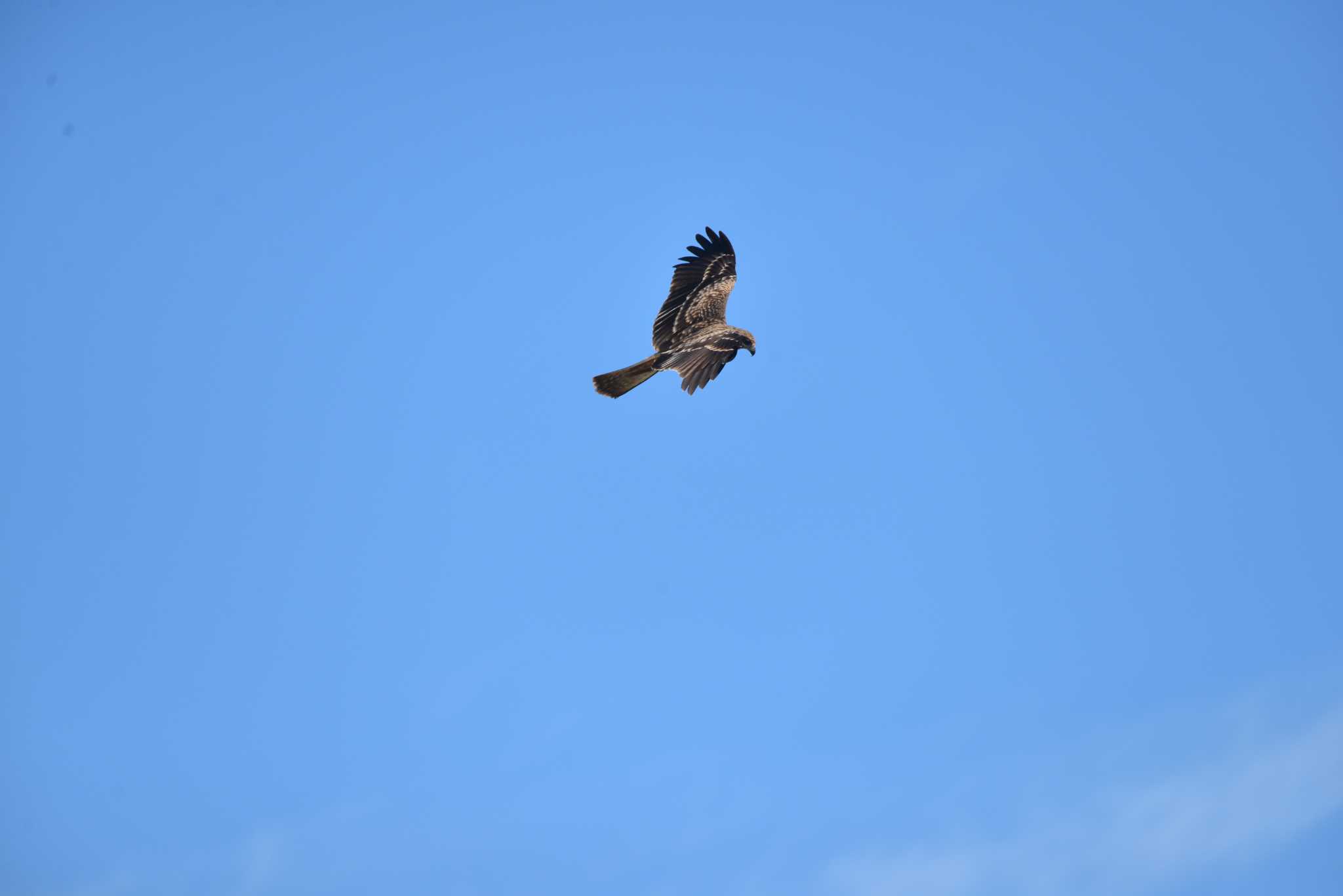 ふなばし三番瀬海浜公園 トビの写真 by 80%以上は覚えてないかも