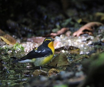 Narcissus Flycatcher 山梨県 Sat, 8/29/2020