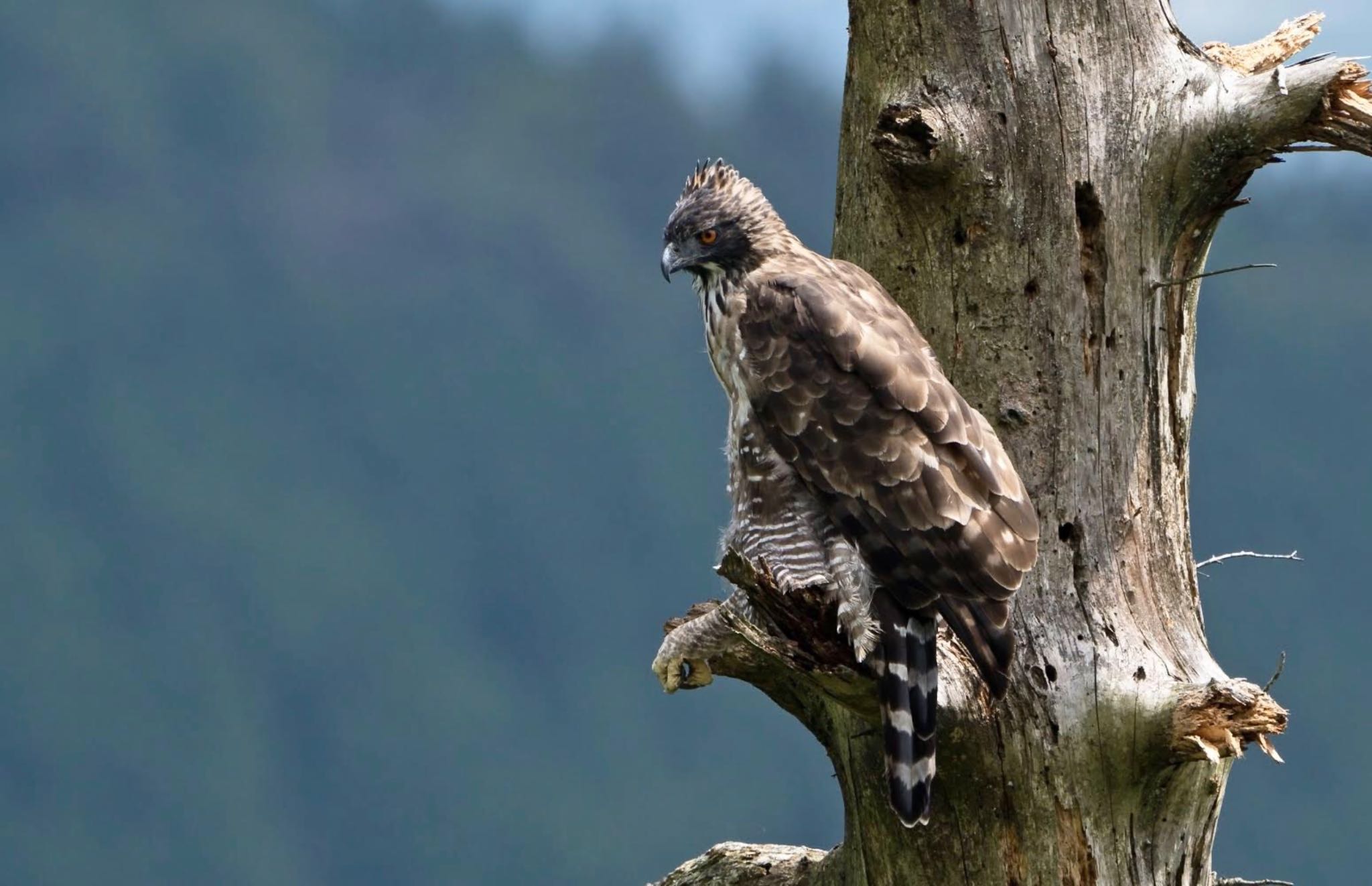 Photo of Mountain Hawk-Eagle at  by 倶利伽羅
