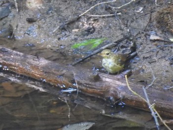 Narcissus Flycatcher 伊香保森林公園 Sun, 8/16/2020