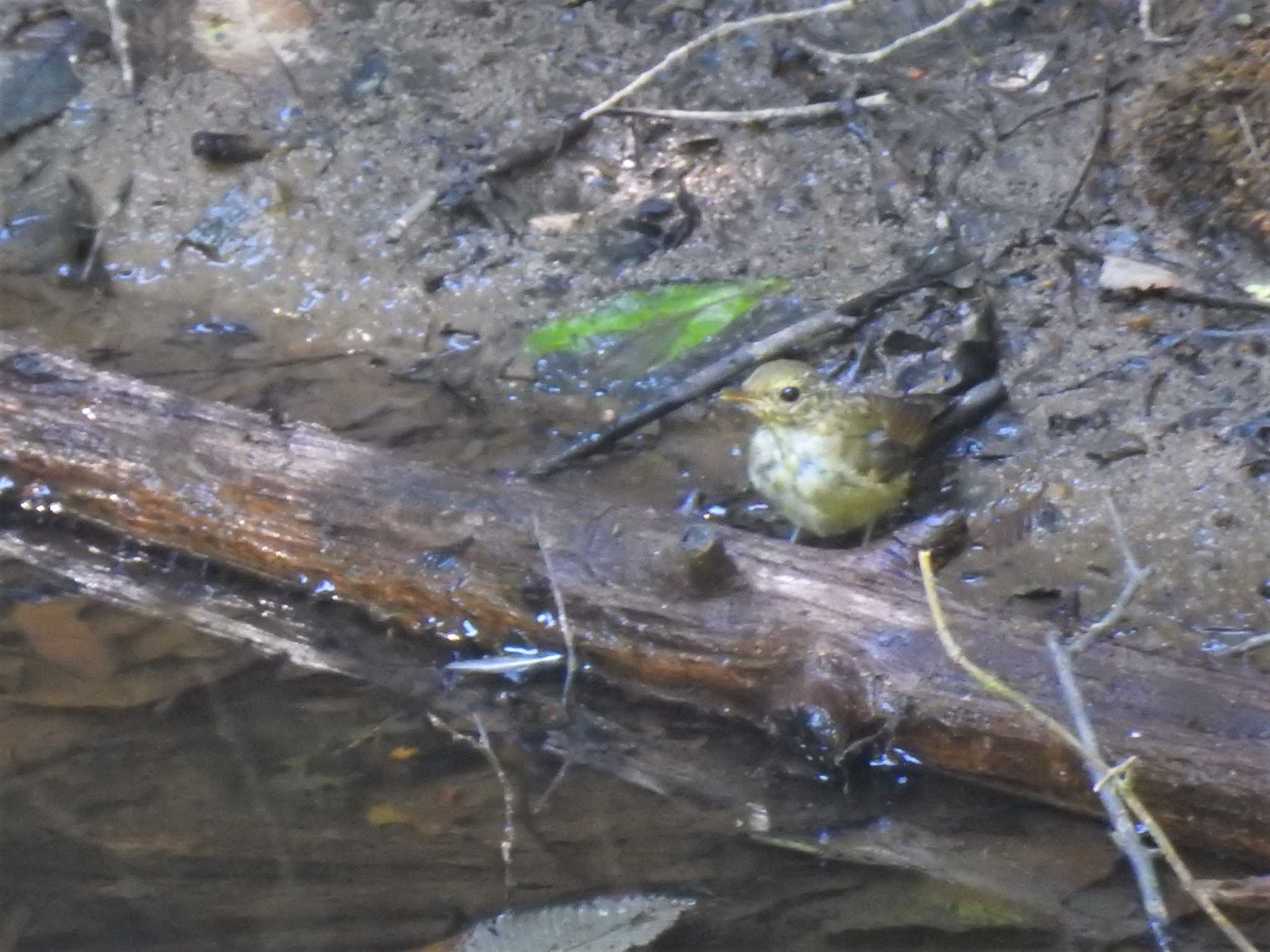 Narcissus Flycatcher