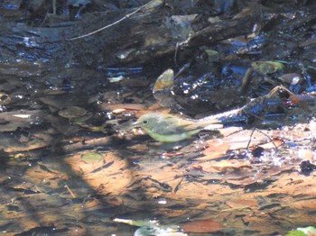 Siberian Blue Robin 伊香保森林公園 Sun, 8/16/2020